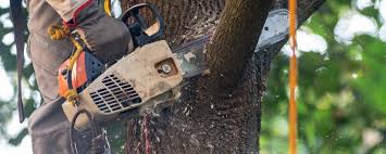 How Our Tree Care Process Works  in  Mountville, PA