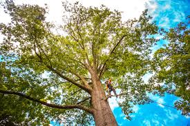 Best Tree Trimming and Pruning  in Mountville, PA