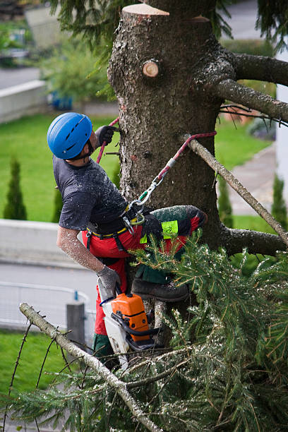 Best Utility Line Clearance  in Mountville, PA