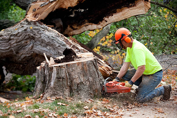 Best Leaf Removal  in Mountville, PA