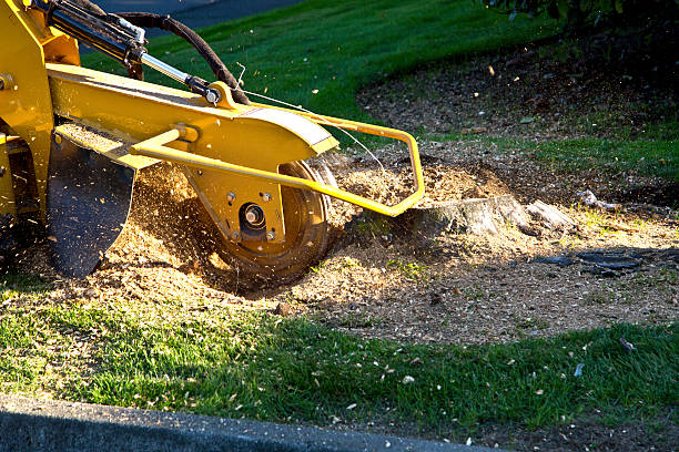 Reliable Mountville, PA Tree Care  Solutions