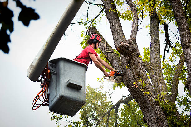 Leaf Removal