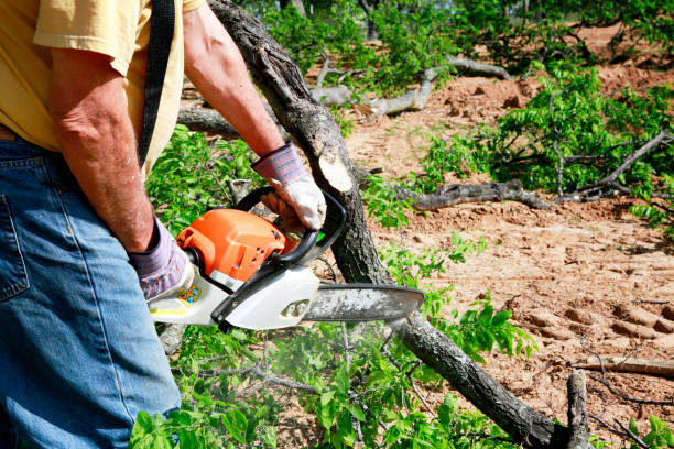 Best Root Management and Removal  in Mountville, PA